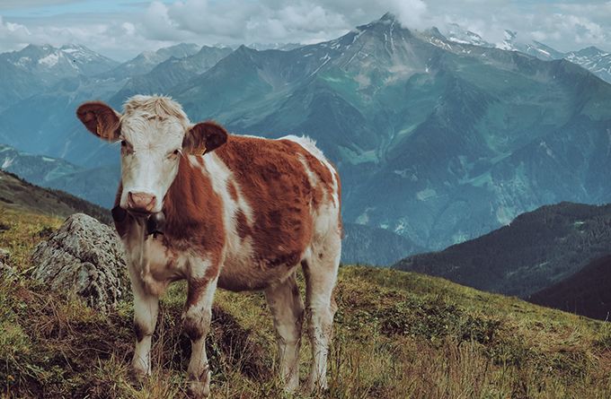 Österreich Kuh Zillertal