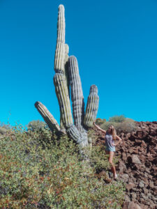 tanjaventuras_destinationen_mexiko_baja_california_kakteen Kaktus Baja California mexiko