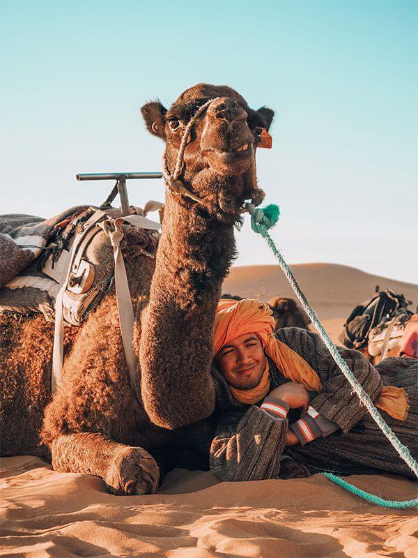 marokko sahara wueste kamele mittagsschlaf
